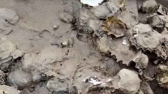 家住海边就是好。。#我的乡村生活#记录真实生活