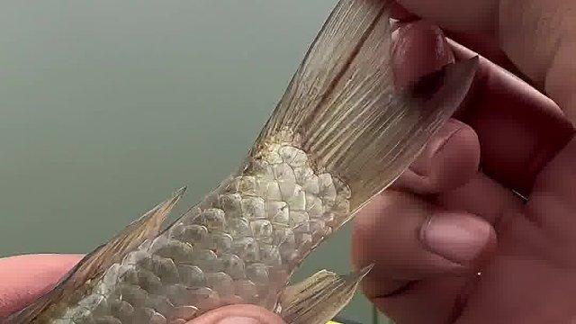 警惕鲫鱼尾巴寄生虫