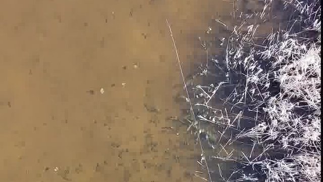 没有哪条鱼能抵挡住飞蝇钓的诱惑