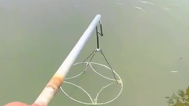 能看清这一杆能有几条鱼吗##钓鱼的乐趣只有钓鱼人懂 #钓鱼人就是这么疯狂 #钓鱼