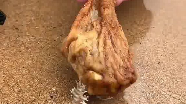沙滩上免费的鱼饵