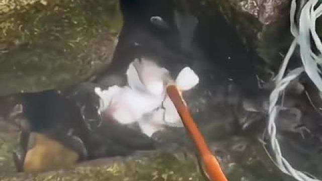 完美表现杀猪盘