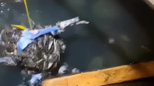 我滴个天呢！上货了！#记录真实生活#我的乡村生活#渔民生活实拍