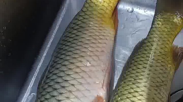 夜钓收获
