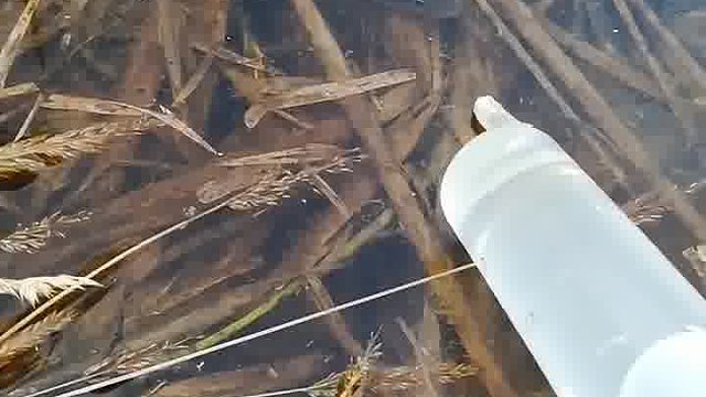 这方法抓鱼不错，把鱼滋迷糊就好抓了