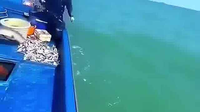 这是海鳗吧，很凶，被咬一口可能连肉都给你撕下来