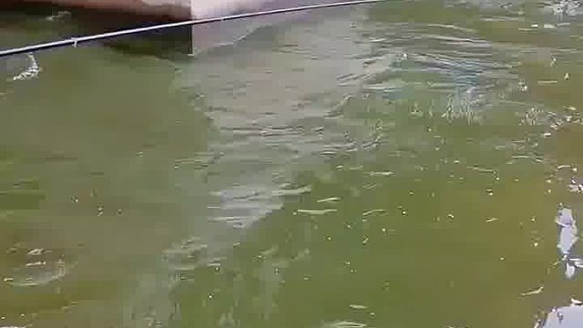 昨天钓鱼人挨人，今天这小伙吃独食，一条爆桶