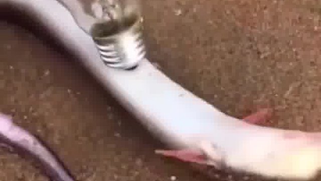 电鳗可以点亮灯泡吗