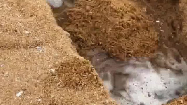 赶海的时候发现一个搁浅的鱼，给他做一个无公害处理