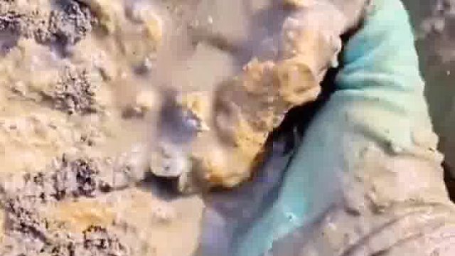 户外赶海抓海鲜去