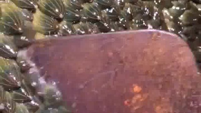 海西瓜你见过嘛？