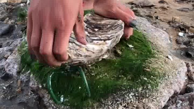 今天抓住一个特大号的生蚝，你们谁见过这么大的生蚝？