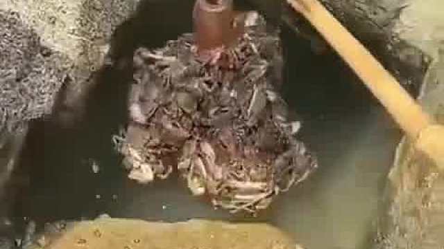 愿者上钩