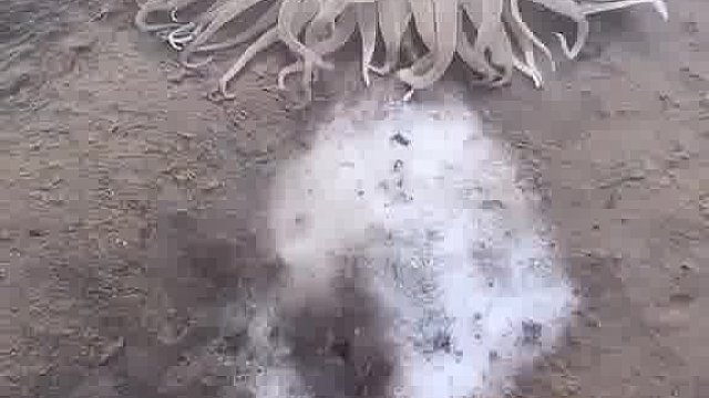 神奇的海洋生物