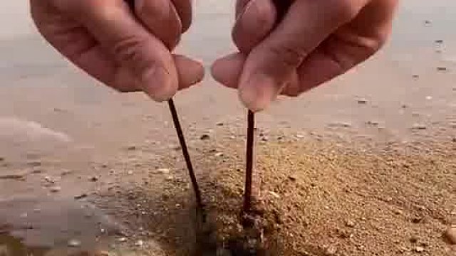 原来市场上绑好的带子龙虾都是自带的