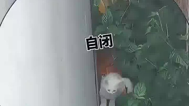 自从少了一条命后，妈妈一步一回头啊！！！