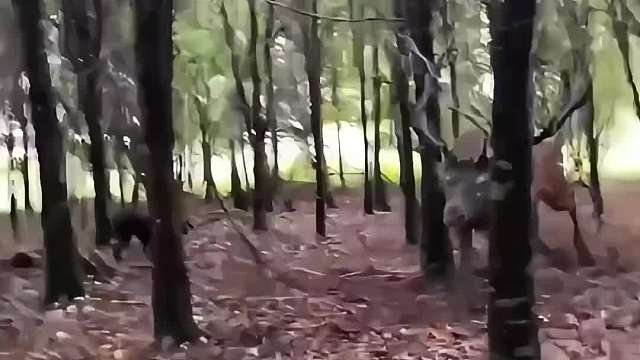 为什么都说驼鹿是老天爷忘记受限的动物！