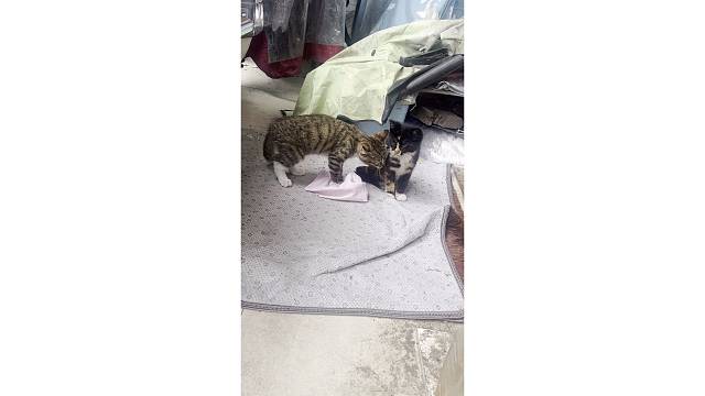 可爱