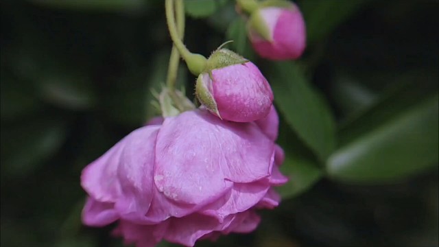 月季花开了