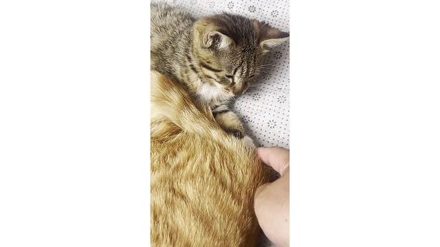 不让
