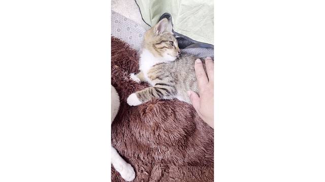 不让