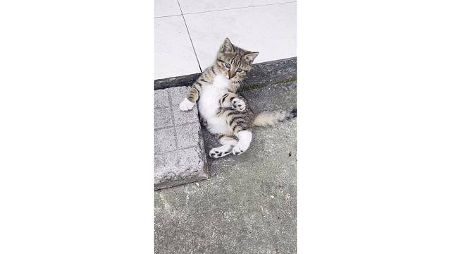 跑的