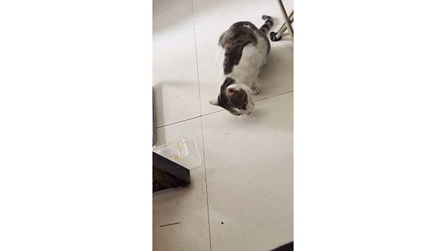 艺术