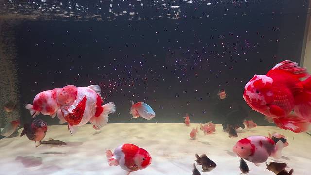 鱼缸里的鱼儿