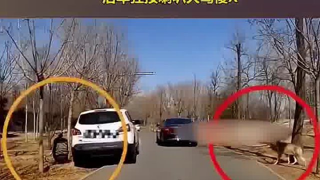 到野生动物园下车，是没有常识吗？