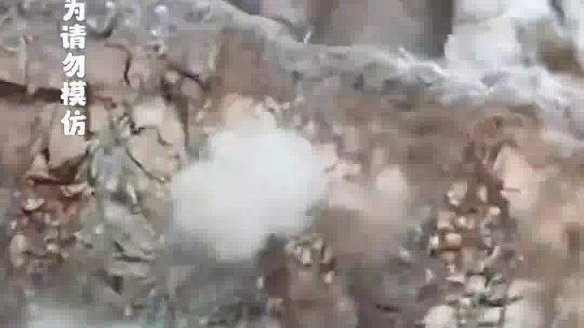野猴误入爆破现场，奇迹生还