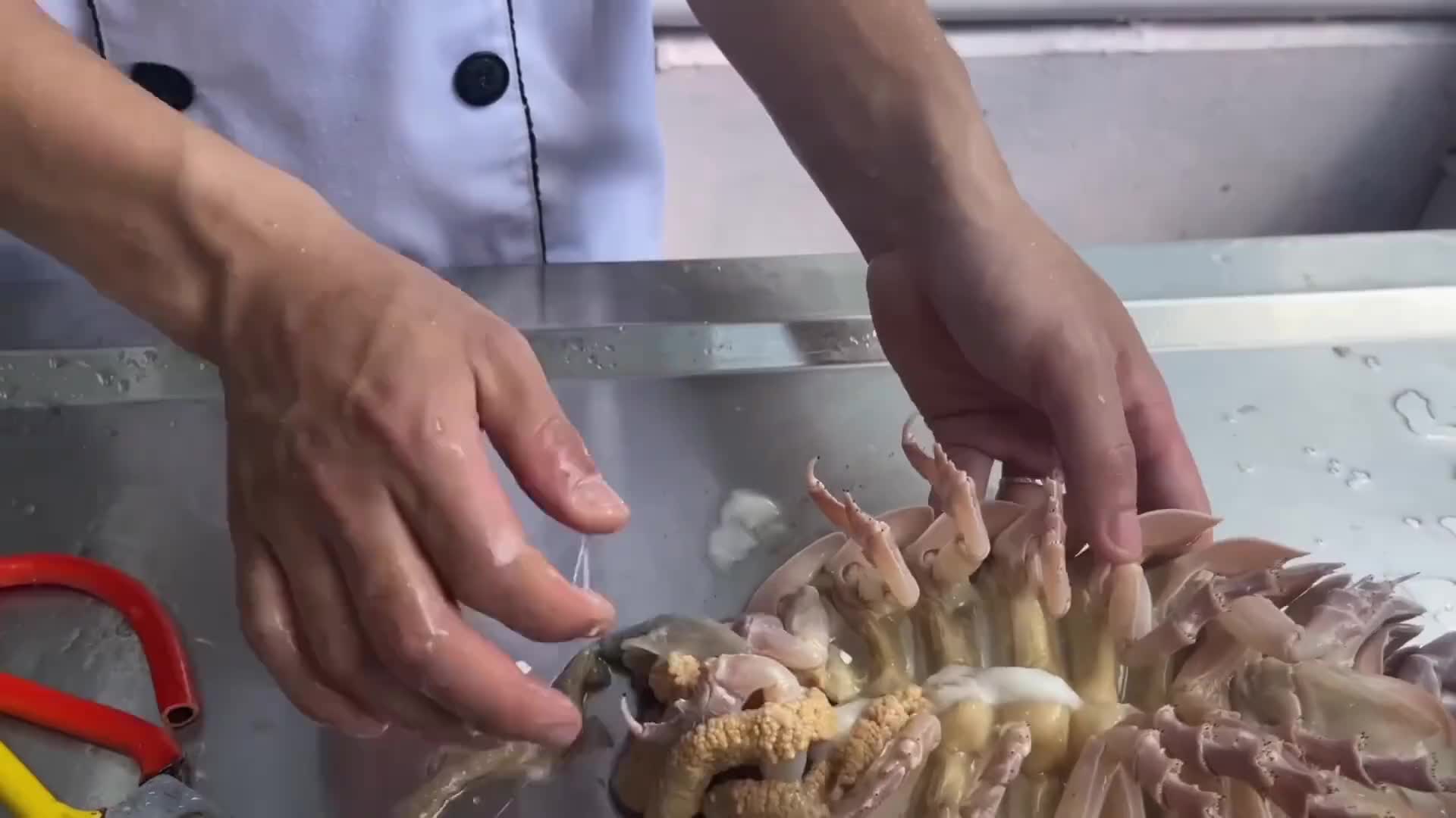 千足虫，在现实中确实鲜味十足的海味
