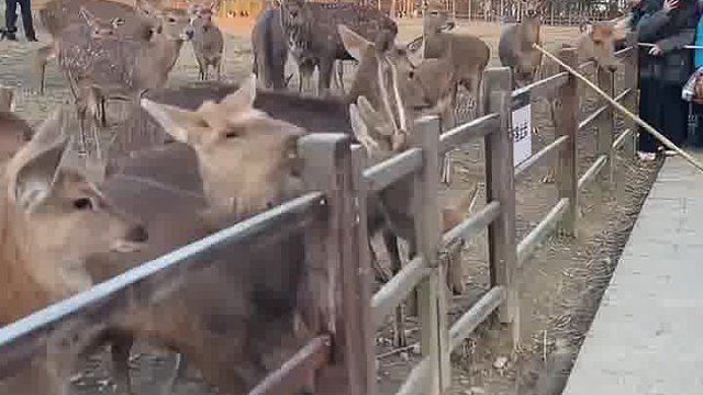 傻狍子也是一声不吭看样子是真的傻