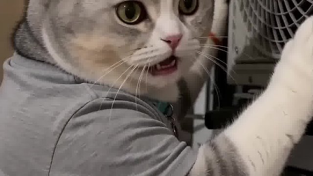 猫咪日常生活系列之话不能说太满