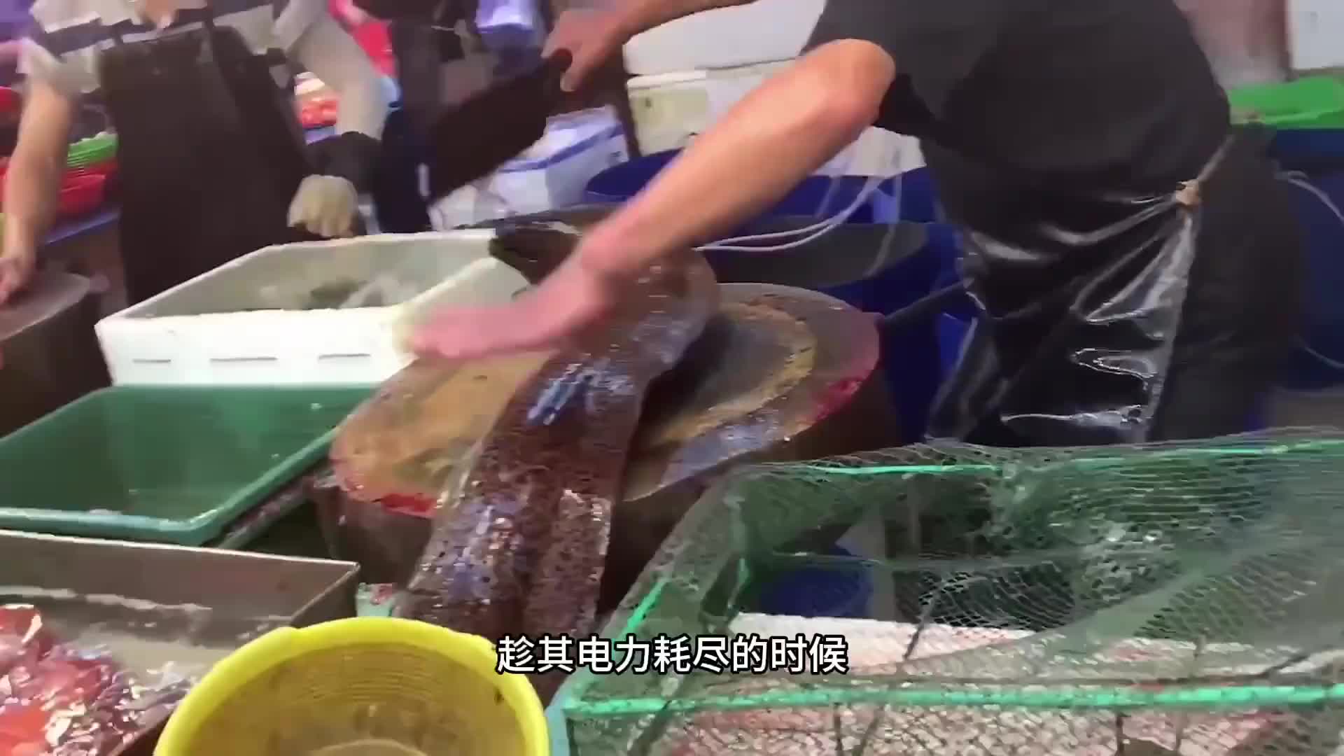 鳗鱼最有实力的一种，谁能想到全身充满电流的它居然如此美味。