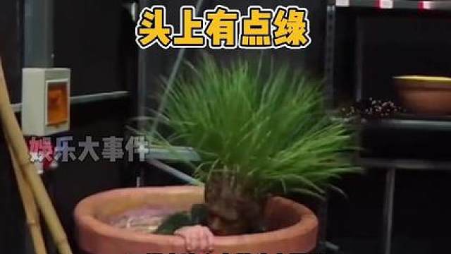 明星捉迷藏节目，比王鹤棣西瓜头更搞笑的造型出现了， 太强了，这隐身术绝了