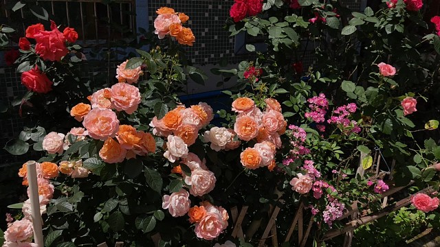 女人像花