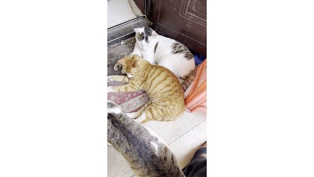哥三