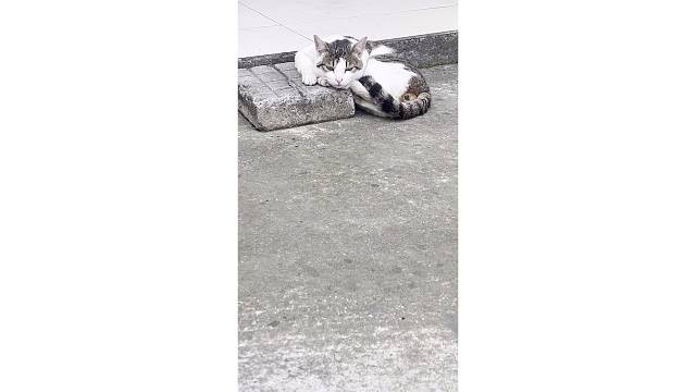 小狸