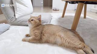 不小心生了個娃