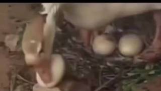 本能母愛，來者不拒
