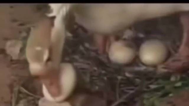 本能母爱，来者不拒