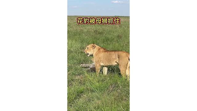 花豹被母狮抓住！