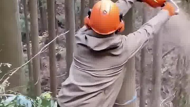 胆大的伐木工