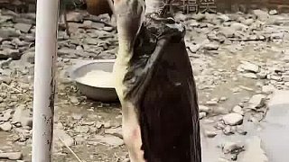 被龜咬手指該咋辦