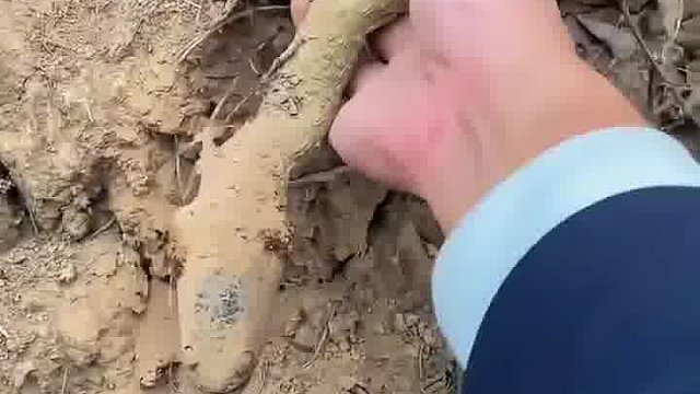 大补冬虫夏草