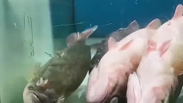 是祸躲不过啊
