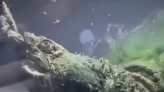 主人给鳄鱼龟喂食