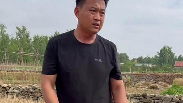 大家好！俺家的麦子也收了，大范腰疼，多亏闺女在家帮忙！家东的麦子收完了，还有一点不熟的！简单两个菜，黄瓜猪耳朵，凉拌龙须菜，好好休息一下，明天接着种玉米，农村生活就是这样！谢谢你的点赞支持！