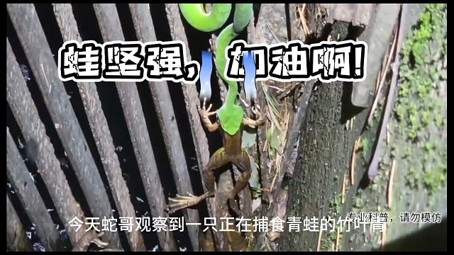 蛇哥捕捉到精彩镜头