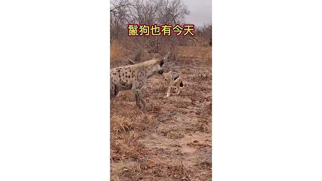 鬣狗也有今天，被胡狼戏耍